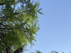 -树夏(来福士店)