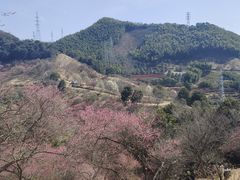 -新建村梅花
