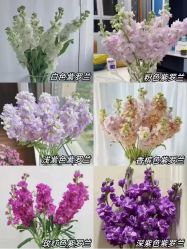 -薇薇安花系SPA