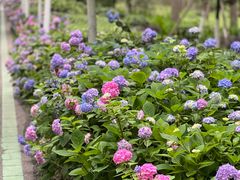 -合肥滨湖国家森林公园