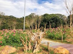 -深圳仙湖植物园