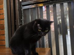 -豆逗聊愈猫阁Easy Life