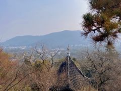 -香雪海
