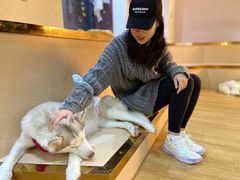 -Husky Go! 哈士奇体验馆·宠物咖啡厅狗咖
