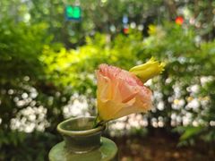 -夏朵餐厅(丁香店)