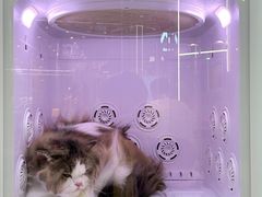 -momokira米努特·德文卷毛猫·棉花面纱犬