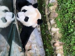 -都江堰中华大熊猫苑