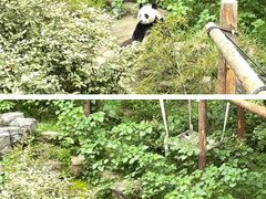 -红山森林动物园