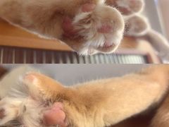 -是阿柴呀！柴犬咖啡·爱喵喵猫咖