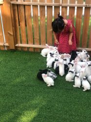 -萌宠亲子动物乐园(槐房万达店)