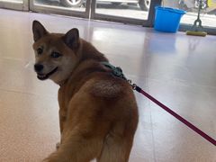 -宠颐生中康贝怡动物医院