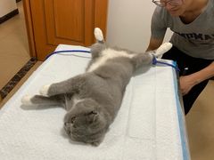 -灵美宠物诊所