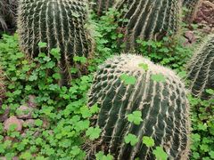 -郑州植物园