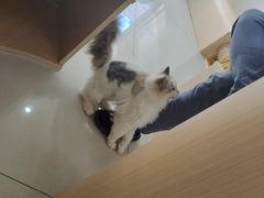 -鼓捣猫呢主题猫咖店