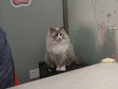 -伟伟宠物医院·瑞派猫友好医院·猫科(光谷店)