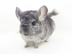 -龙猫仔乐园(惠福东路店)