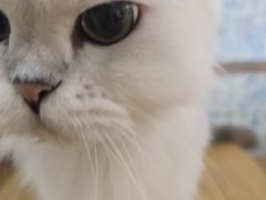 -李小姐の猫咖啡馆(五角场店)