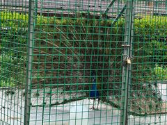 -梧桐人家中国太平国际健康颐养社区