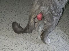 -康乐宝动物医院