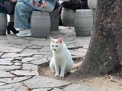 -西园寺素食(西园弄戒幢律寺店)