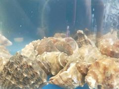 -晓伟海鲜家常菜