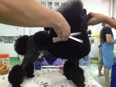 -优缇多格专业宠物美容师培训学校
