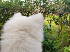 -苏记溪河鲢鱼庄(天府新区店)