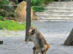 -洛阳花果山景区