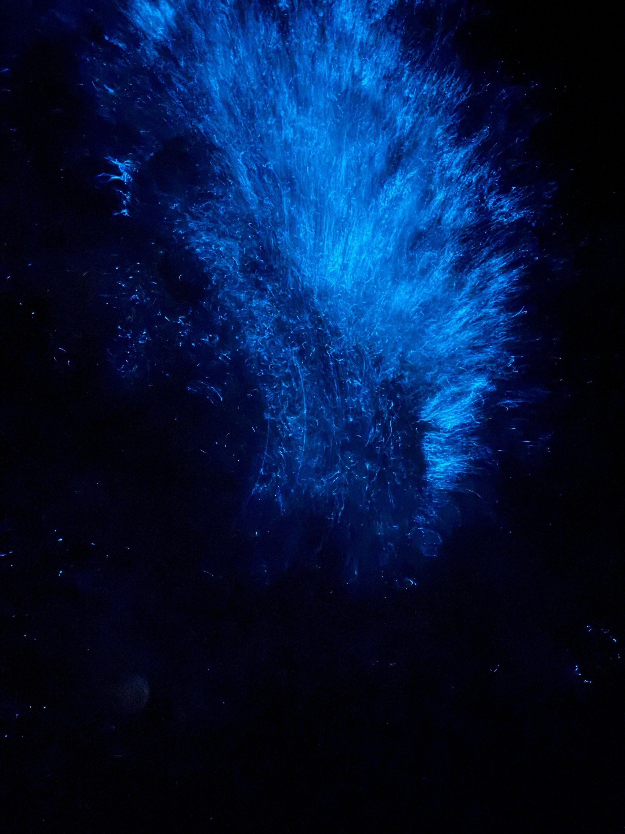 🪼荧光海又出现了,张万森你看到了么