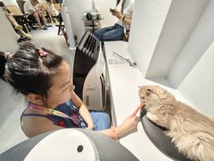 -琪喵猫屋·撸猫猫咖·猫舍
