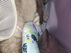 -东日国际动物医院·CT·心脏专科(桃源分院)