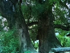 -杨家堂村