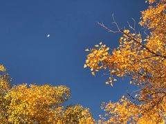 -金塔沙漠胡杨林景区