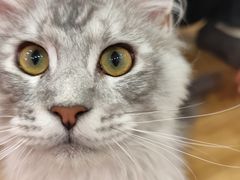 -滚猫咖啡·猫咖·猫友好撸猫(未来城店)