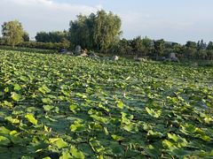 -羊亭河湿地公园