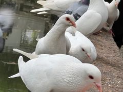 -西园寺素食(西园弄戒幢律寺店)