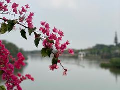 -海珠湖公园