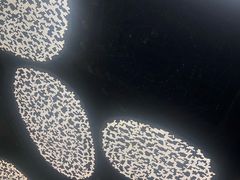 -证大喜玛拉雅中心