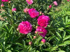 -扬州芍药园(仪征市)