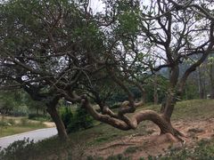 -火炉山森林公园