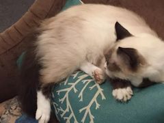 -猫色咖啡·猫咖