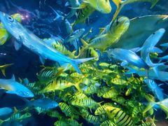 -太平洋海底世界