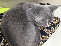 -美美宠物诊疗中心·异宠·骨科(滨江东信分院)