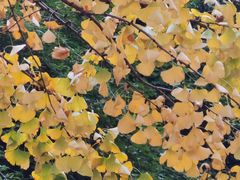 -铁山坪森林公园