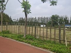 -上海长兴岛郊野公园