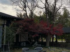 -东园小馆·早茶·淮扬小炒(宋夹城店)