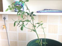 -万商花鸟市场