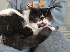 -瑞派福兴宠物医院犬猫全科·骨科·中西医结合(河东店)