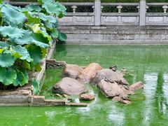 -洛阳白马寺