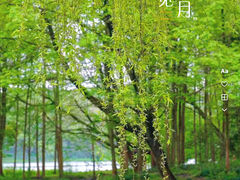 -茅家埠